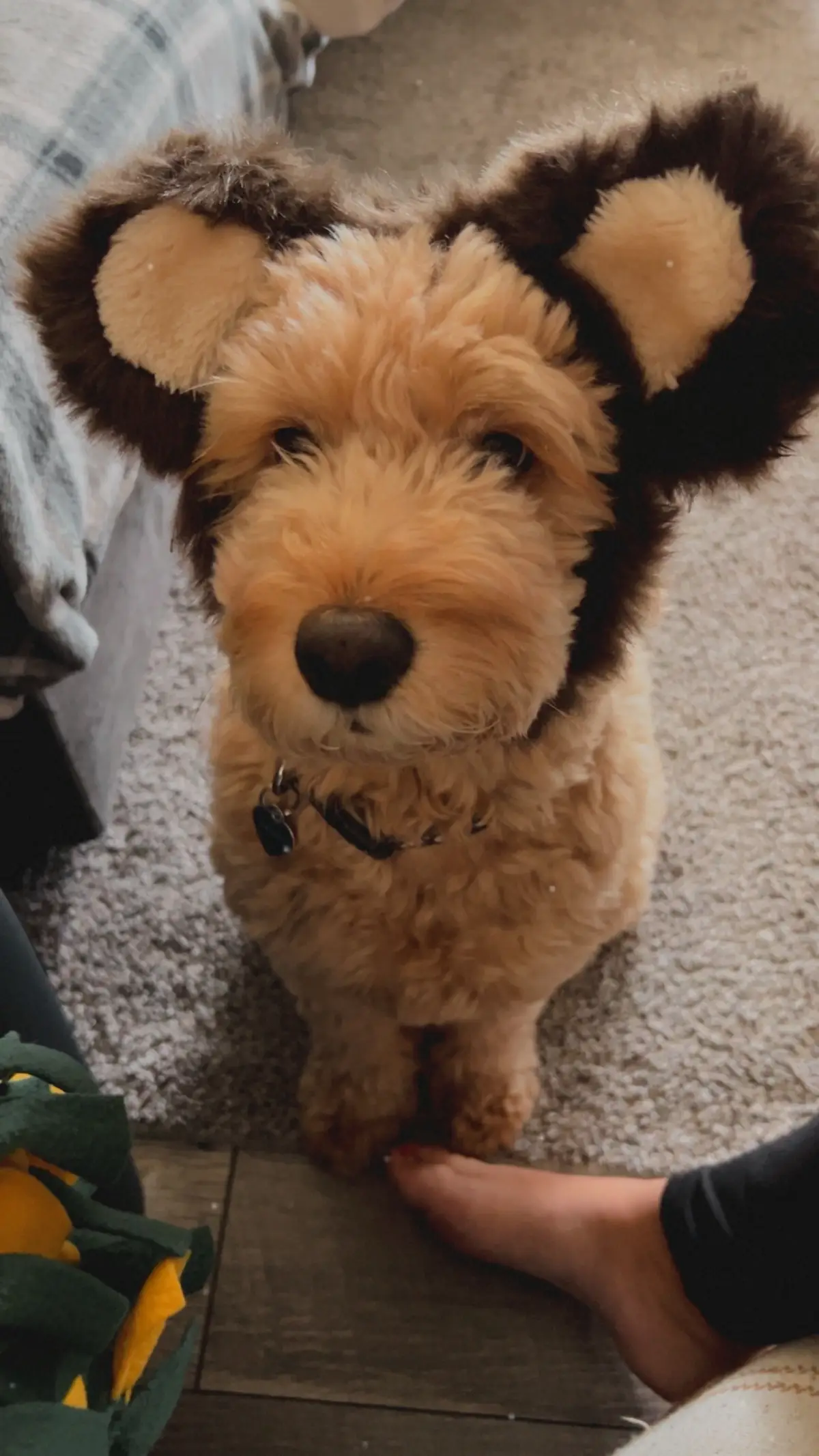Tis’ the Season for the EARS…… this little girl jumped off the couch and just sat next to me until I put each ear on her and let me take a photo!!!!!  #goldendoodle #ears #MomsofTikTok #minigoldendoodlesoftiktok STOP IT ❤️🥺