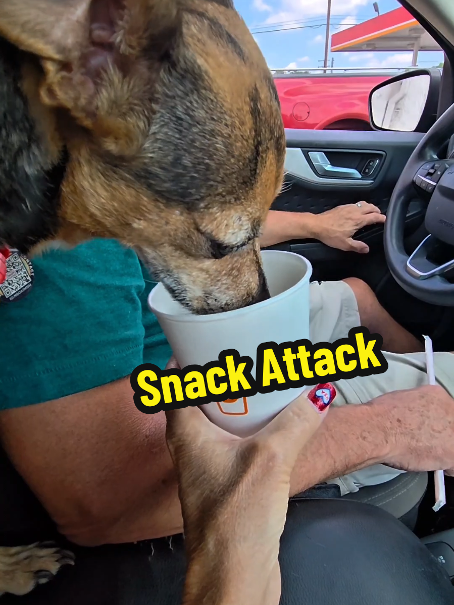 Pawsitive vibes only. Happy Trails and Wagging Tails Sonny is off on another fur-tastic adventure. #funnydogvideos #dog #dogmom #doglovers #sonnythechahua 
