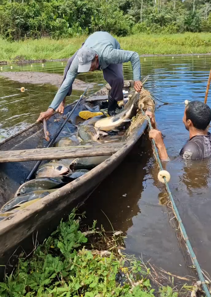 #brasil🇧🇷 #peixes 