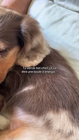La vie d’un chiot >>>  ❤️‍🔥❤️‍🔥❤️‍🔥  #teckel #dachshund #puppy #chiot #dog 