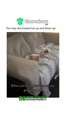 #fyp #trending #dog #dogsoftiktok #dogs 
