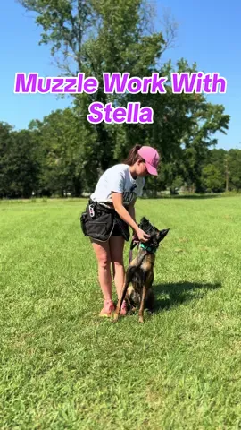 Muzzle work with Stella my 3 year old Belgian Malinois who is training for PSA Level 1. Stella got her PDC last year.  She’s been muzzle conditioned on a very basic level for a while now but we’re just now prioritizing movement and details with the muzzle.  I know that some of these details won’t necessarily be graded by the judge, but they still matter to me as they reflect the overall effort put into her training. #maligator #belgianmalinois #protectiondog #dogsports #knpv 