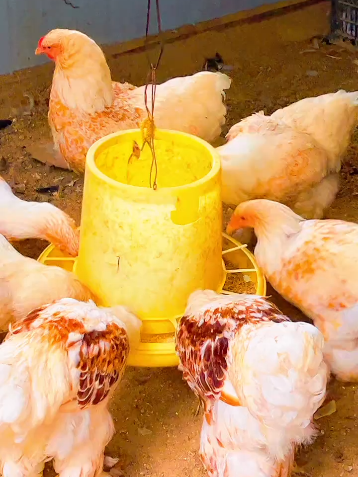 new in woods#hen #eatingbirdfood #chicken #birds #usa