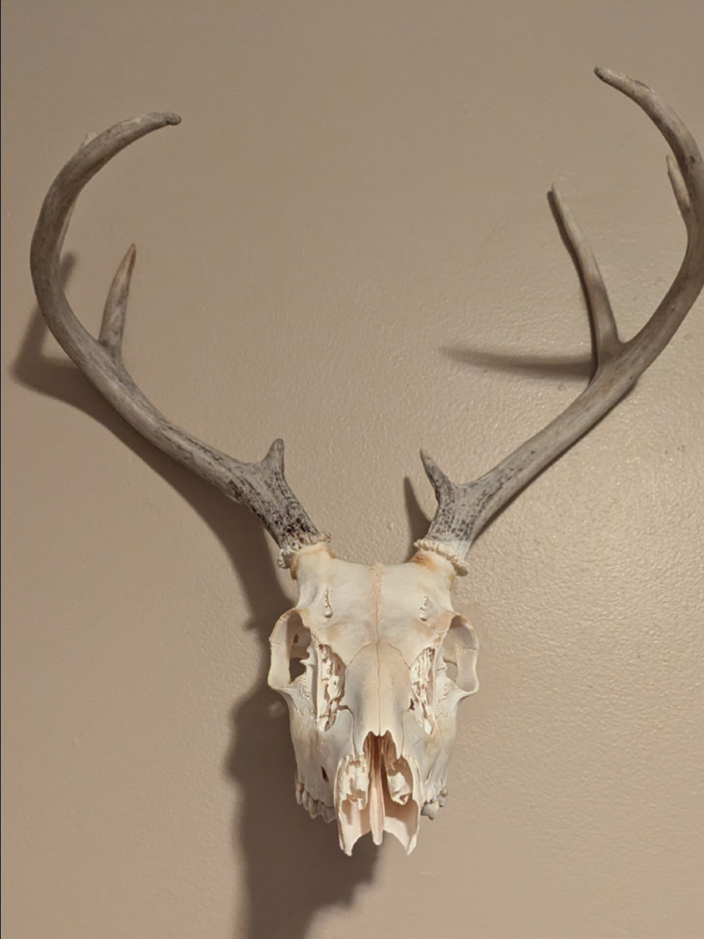 These European Wall Mounts were so simple to use and they're on flash sale right now, so if you are a hunting family be sure to grab yours! 