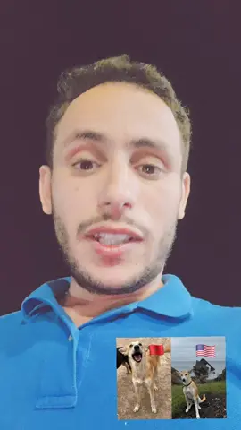 الكلب الله يسهل عليه داتو أمريكية 