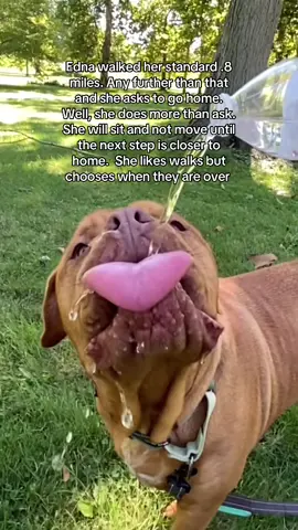 French Mastiff walk are not the longest walks in the world. #doguedebordeaux #mastiff #cutedog #dogwrinkles 
