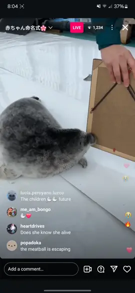 #sealtok #foryou #fypageシ #seal #cute 