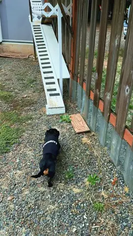 Beware of dog. The dog. #fyp #guarddog #dachshund #security 