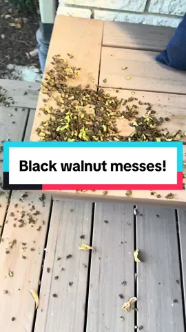 It’s that time of year again, it’s me against the squirrels and chipmunks as they make a mess of my back deck with black walnuts #squirreltrouble #squirrels #chipmunks #blackwalnuttree #blackwalnut 