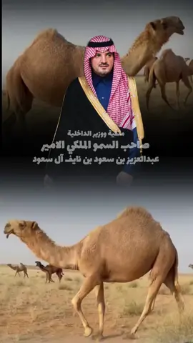 #البل_عطايا_الله_عشاق_البداوه_🐪😍 
