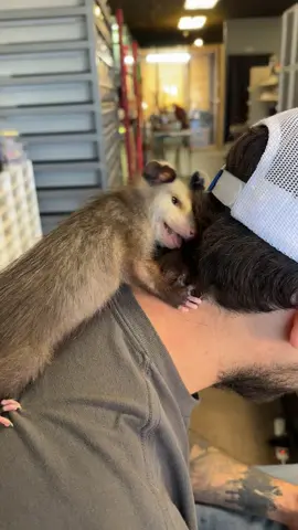 tb 🥺 #fyp #fypシ゚viral #opossums #animals #pets 