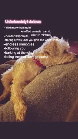 Oh the life of a dog 🐶 🐾 ❤️