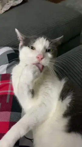 24/7 Paw Licking #🐱 #cat #catsoftiktok #cats #catpaw 