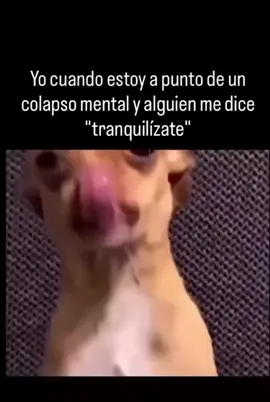 #paratii #dog  #humor #comedia #paratiiiiiiiiiiiiiiiiiiiiiiiiiiiiiii #