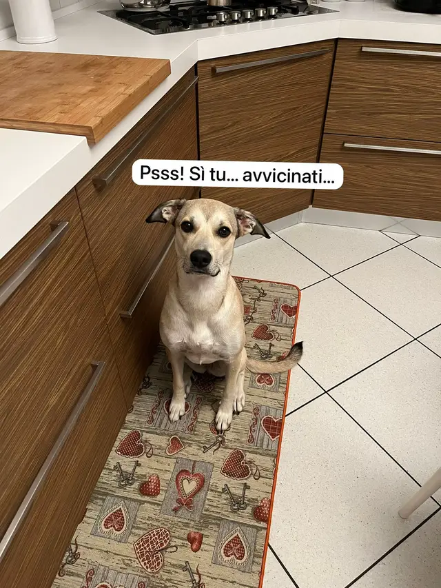 Polyne ha una sorpresa per te🙊  #dog #tiktokdogs #fyp #dogsoftiktok #perteee 