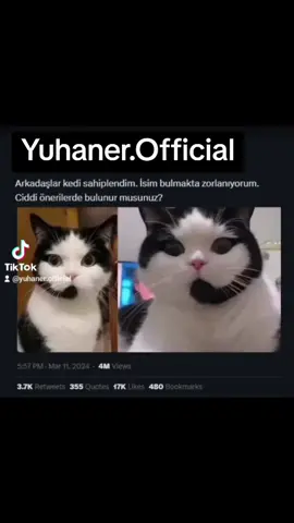 #kedi #hayvansever #keşfetteyizzz #komeditiktok #virall 