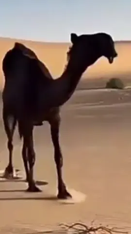 يقول الشاعر 