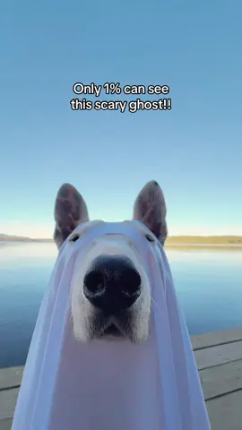 Did you see the ghost?? #spooky #scary #doggy #halloween 