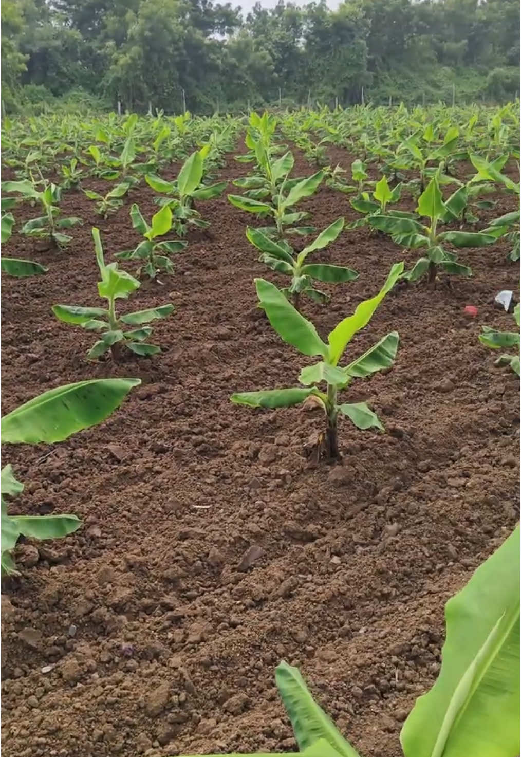 Well planned banana plantation #agriculture #fruits #farmlife #bananas #tools #fyppppppppppppppppppppppp 