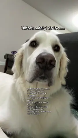 Filmed this right as he saw a squirrel go by 🐿️ #fyp #bakertheenglishcream #dogsoftiktok #goldenretriever #englishcream 