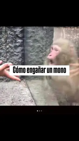 Recuerda seguirme y darle Like. Y muchas gracias por tu apoyo. #mono #monos #monkeys #monke #monkeylover 