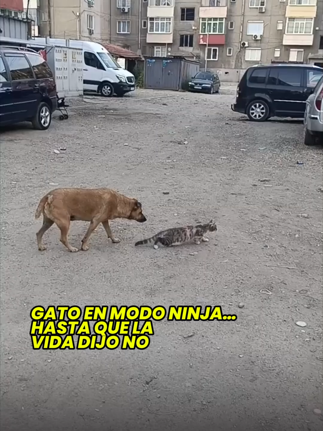 Listo para cazar, pero la sorpresa lo dejó en shock 😂 #Gatos #TikTokviral #Divertido #RedPatriaNueva