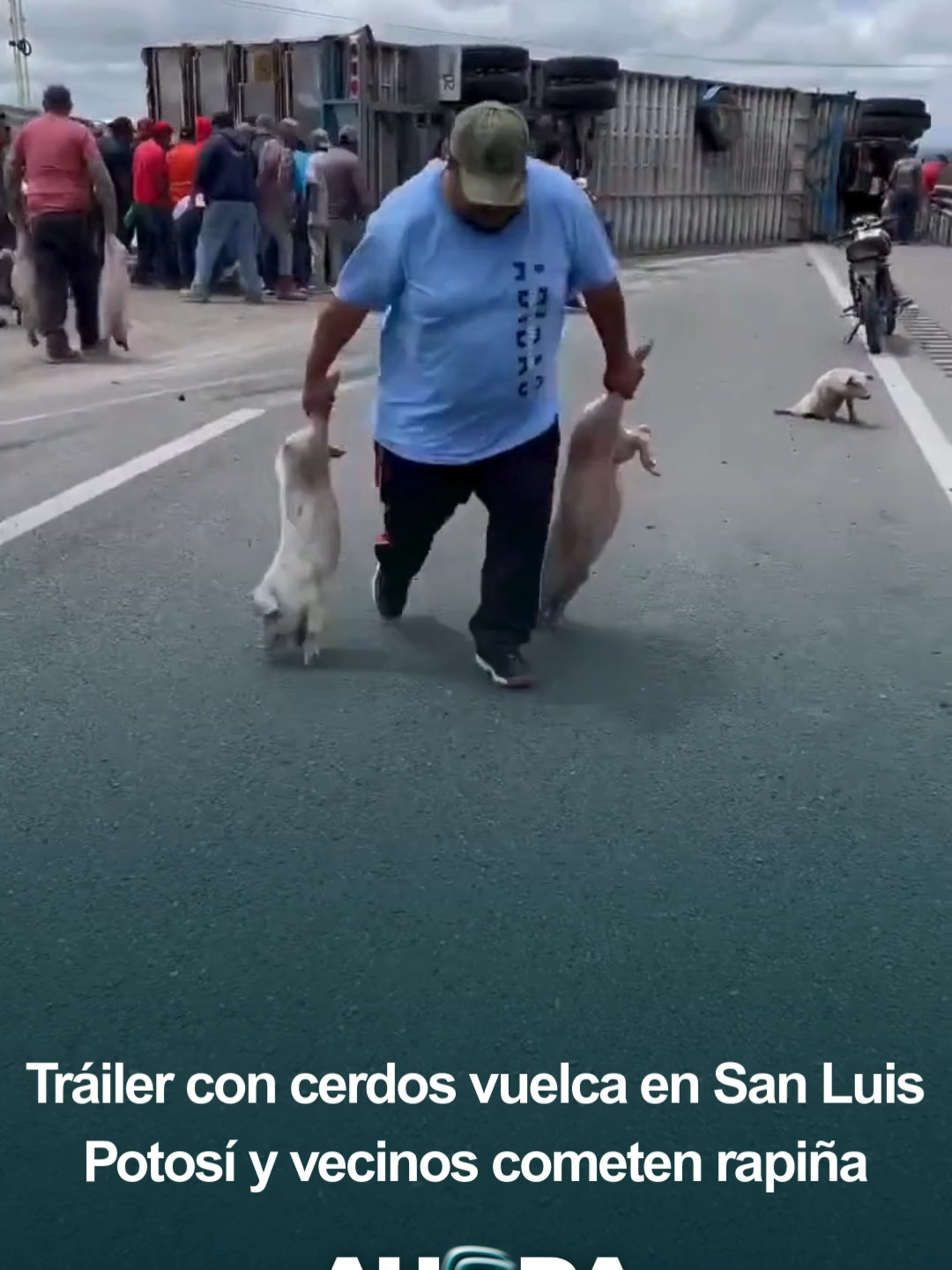 📲#TendenciasDeAhora | 📹 🚨🐖 En San Luis Potosí, un tráiler cargado con cerdos volcó en la carretera a Matehuala y el Libramiento. Vecinos de la zona aprovecharon el accidente para llevarse varios animales a sus casas en actos de rapiña. #Noticias #AhoraNoticias #SanLuisPotosí #Rapiña #fypp