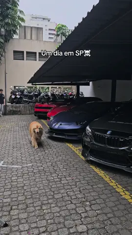 Isso tudo só numa sexta feira dia 12 de setembro  #happynation #receitafederal #policiafederal #cachorro #viral 