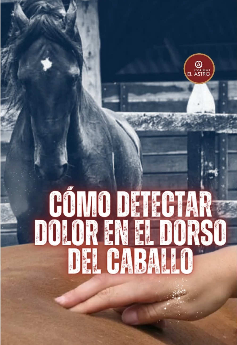 ✨ El dorso es la base de la fuerza y la elegancia de nuestro caballo. Con unas simples acciones puedes detectar a tiempo molestias o dolores y así prevenir lesiones mayores. 🐴💙 👉 Pasa tu mano con suavidad por su espalda. 👉 Observa si cambia su postura o se incomoda. 👉 Revísalo también en movimiento. 👉 Asegúrate de que la silla esté bien ajustada. 👉 Y nunca olvides: el descanso también es parte del entrenamiento. 🌿 Cuidar su espalda es cuidar su bienestar… y su futuro en la pista y en el potrero. 📌 ¿Ya revisaste hoy el dorso de tu caballo? Guarda este tip y compártelo con tus amig@s caballistas. ✨ #viveapasofino #aprendedelccc #trochapuracolombiana #caballoscolombianos #exposicionequinagradaa  