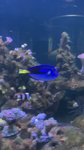 Ikan Dory finding nemo. #findingnemo #dory #aquarium #fyp 