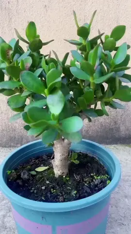 Useful tips about succulents you need to know | succulents | Succulents | #succulentlife #succulentgarden #succulentlover #succulentaddict #succulents 