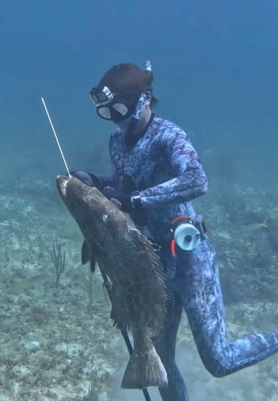 The Best Fish Live in Caves! #spearfishing #fishing 