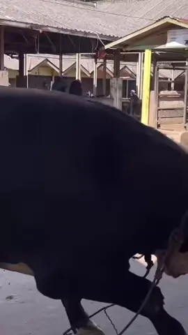 sapi ngamuk di pasar pon Ambarawa