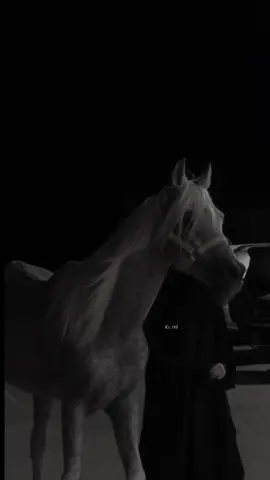 #like #explore #4u #خيل_وخياله🐎 