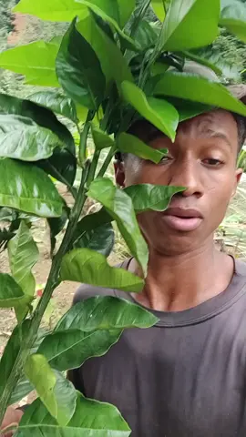 fazendo mudas de plantas #plantar #natureza #plantas 