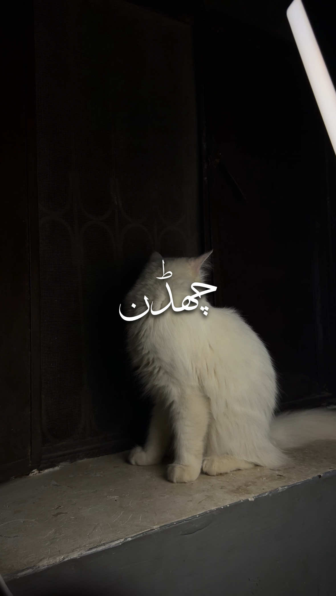 کل تینوں اپنے وی چھڈن گے ۔👥❣️ #foryou #freakyxzia #aesthetic #poetry #video 