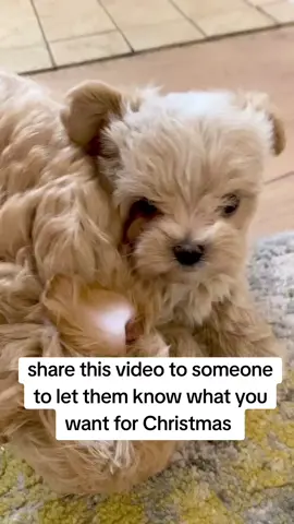 let them know what you want for Christmas  #fyp #viral #maltipoo #christmas #family 