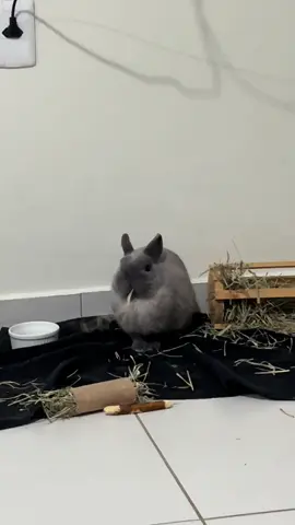 Vida difícil de cuieo #rabbit #bunny #bunniesoftiktok #bunnies #netherland 