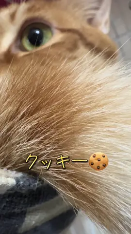 【保護猫日記📔】今日のシャー ー😻　　　　　　　　　　　 　　　　　　　　　#ねこ#ネコ #straykids #snowman #キンプリ