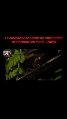 Le champignon parasite ,le cordyceps capables de transformer des insectes en m rts-vivants  #pourtoii #micoparasites #parasite #micoparasites 