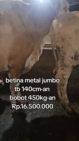 #CapCut #sapi #sapimetalsuper #sapilampung #beranda 