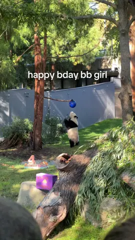 princess qing bao 💕💕💕💕💕💕💕💕💕💕💕💕💕💕💕 #dc #smithsonian #zoo #panda #qingbao 
