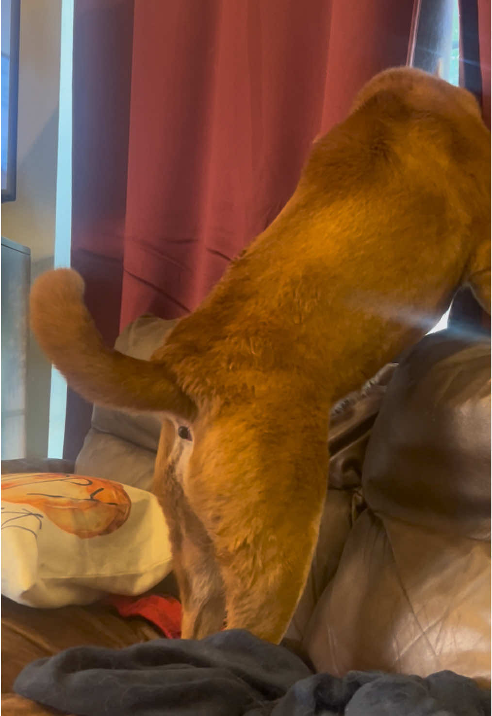 girl what the HELL #fyp #dog #wtf #lmao 