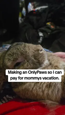 Before you complain, yes my house is a mess and we are taking care of that and Finn actually flops in this position on me all the time. Just pay for my vacation or stfu lol #rabbits #rabbit #bunnies #bunny #pet 
