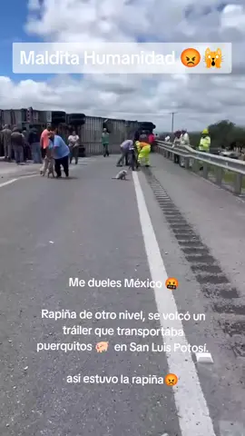 #rapiña #puerquitopuerquito #humanidad #maldad #mexico🇲🇽 