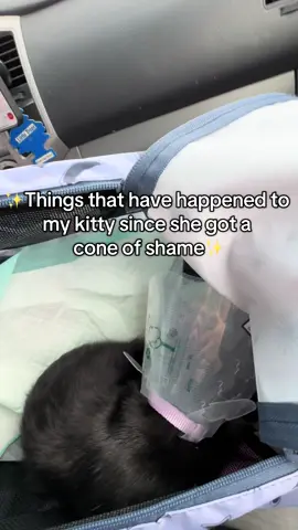 Poor lil kitty #fyp #kittycat #blackcats #kitten #PetsOfTikTok 