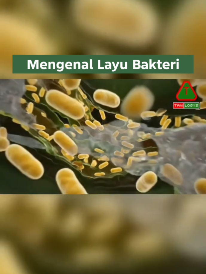 Mengenal Layu Bakteri  #LayuBakteri #BacterialWilt #RalstoniaSolanacearum #PenyakitTanaman