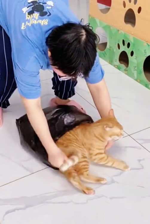 Cats are the best helpers🤣#cat #foryou #funny #funnyvideos #fyp #tiktok #Love 