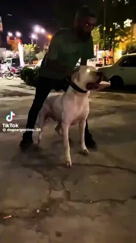 And I love her just the way she is. #dogoargentino #xyzbca #fypシ゚viral #mylove #cute 