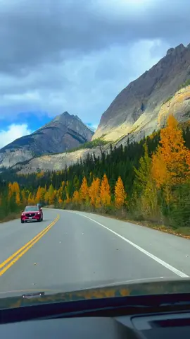 Golden trees, mountain peaks, and endless roads  this is fall in the Canadian Rockies. Sometimes the drive itself feels like the destination. #canadianrockies #fallvibes #travelcanada #mountainviews #roadtrip